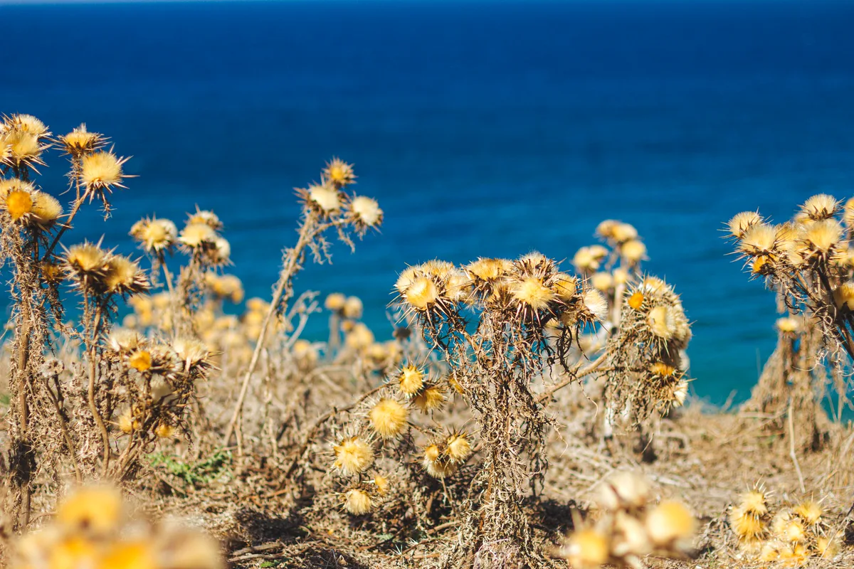 Wild thistles above the Adriatic Sea, Brač Island, Croatia