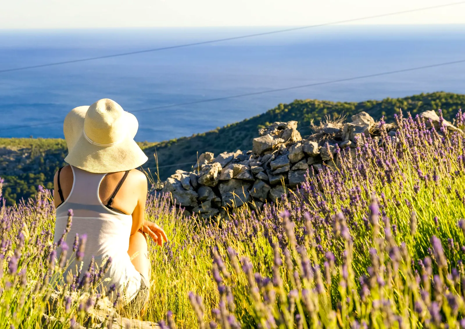 Lavender fields overlooking the sea on Hvar Island, Croatia