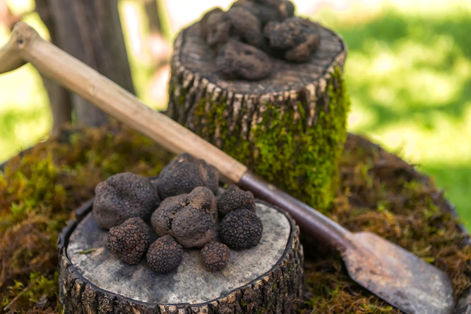 Truffle hunting in the forests near Motovun, Istria, Croatia