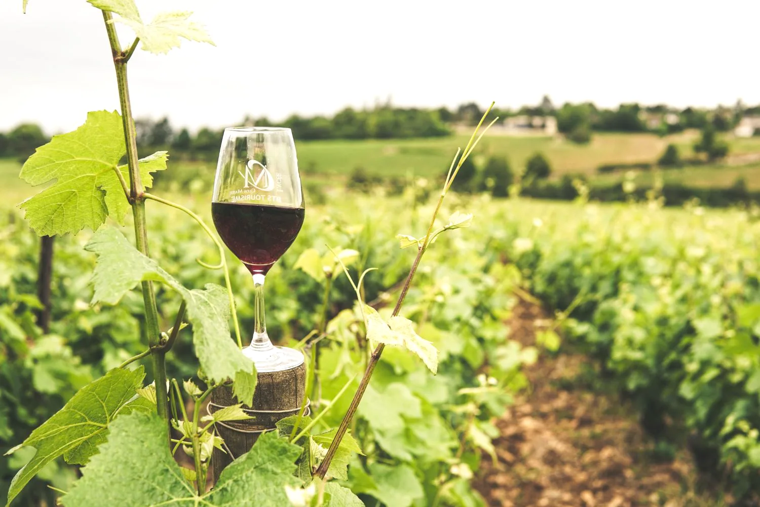 Wine tasting in an Istrian vineyard, Croatia