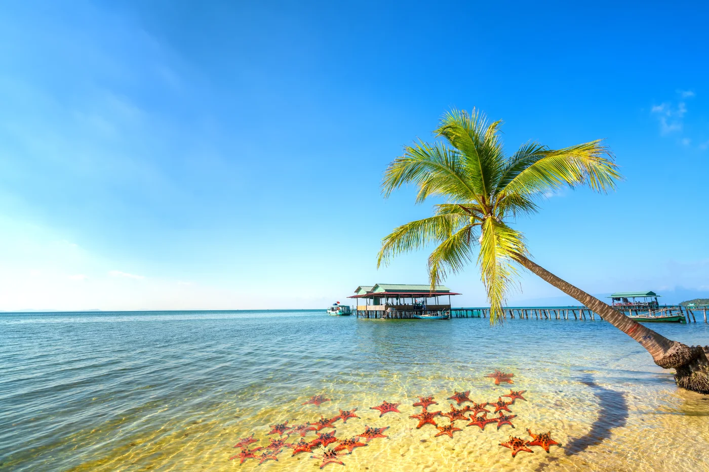 Starfish in the shallow water at Starfish Beach, Phu Quoc, Vietnam