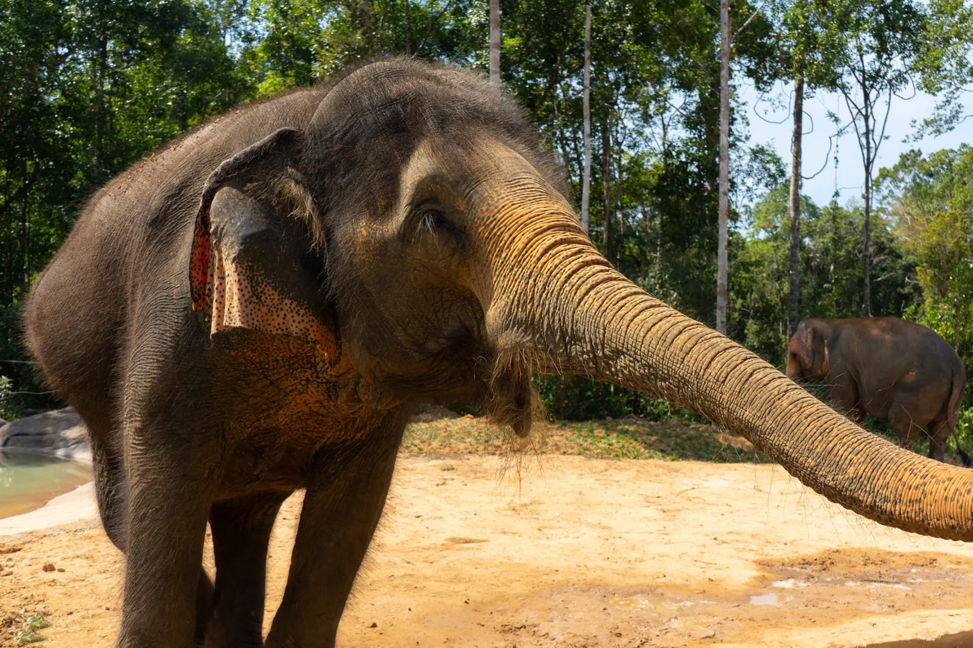 Elephant at Vinpearl Safari Park, Phu Quoc, Vietnam