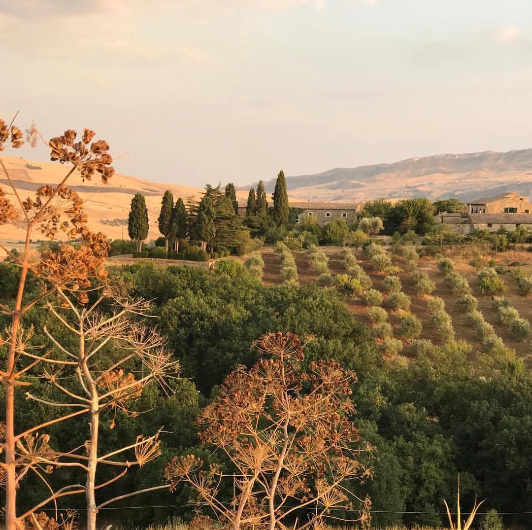 Olive terraces in evening light on the Sicilian Spirit estate, Sicily