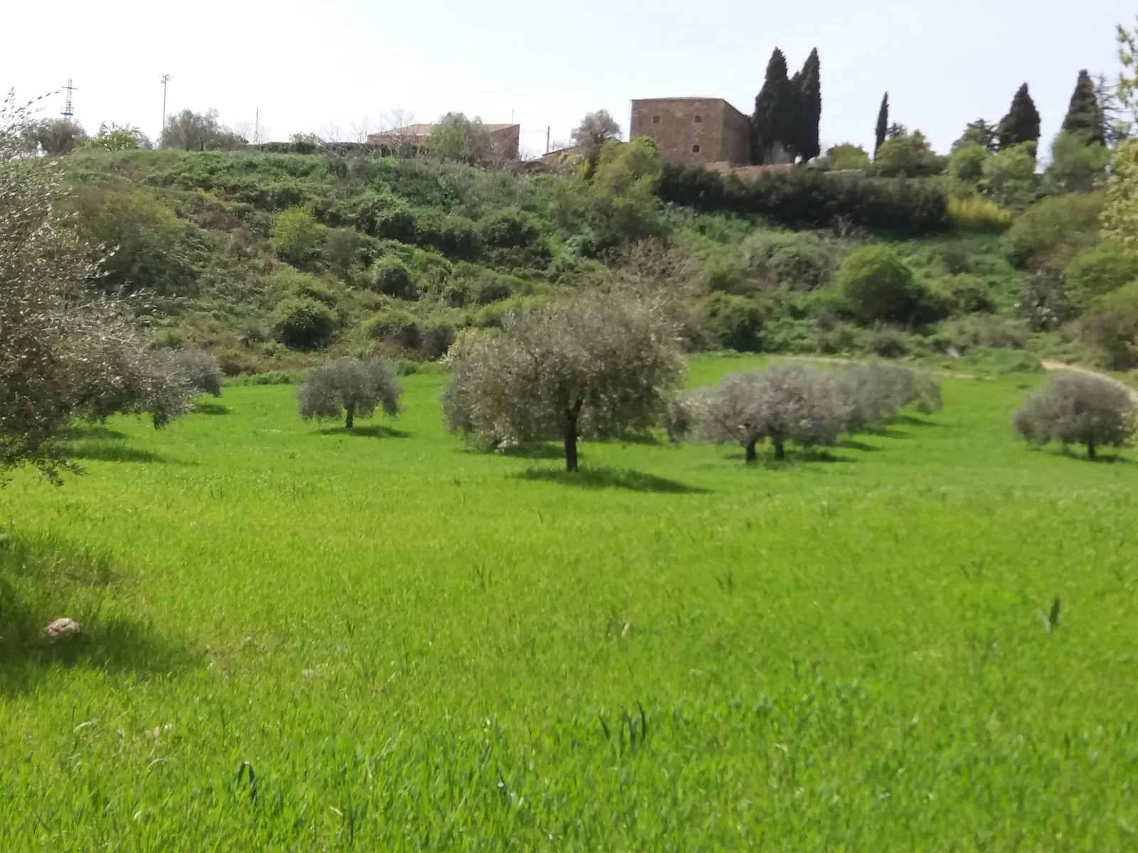 Olive trees in green wheat fields on the Sicilian Spirit estate, Madonie Mountains, Sicily