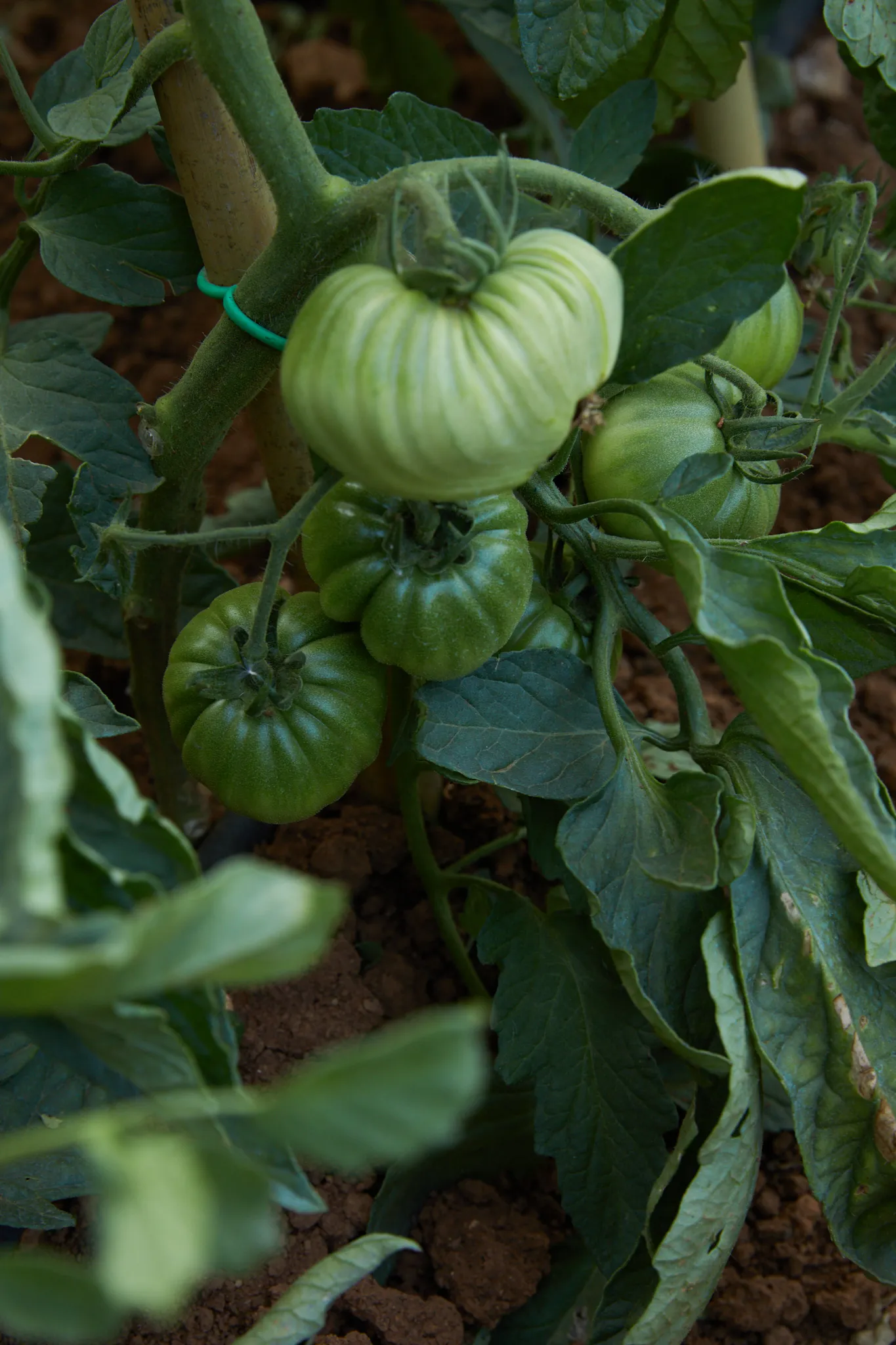 Green tomatoes ripening on the vine at Ebbio Tuscany, Italy
