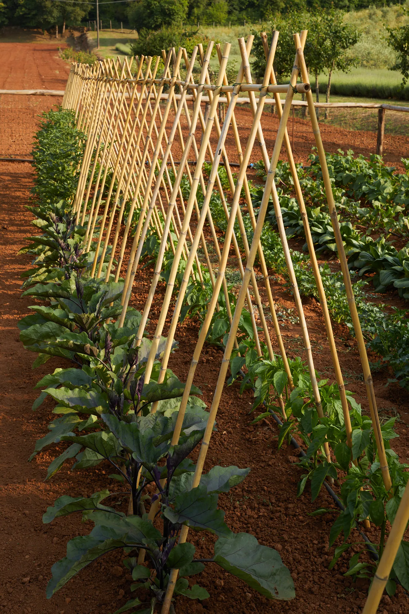 Rows of vegetables in the organic garden at Ebbio Tuscany, Italy