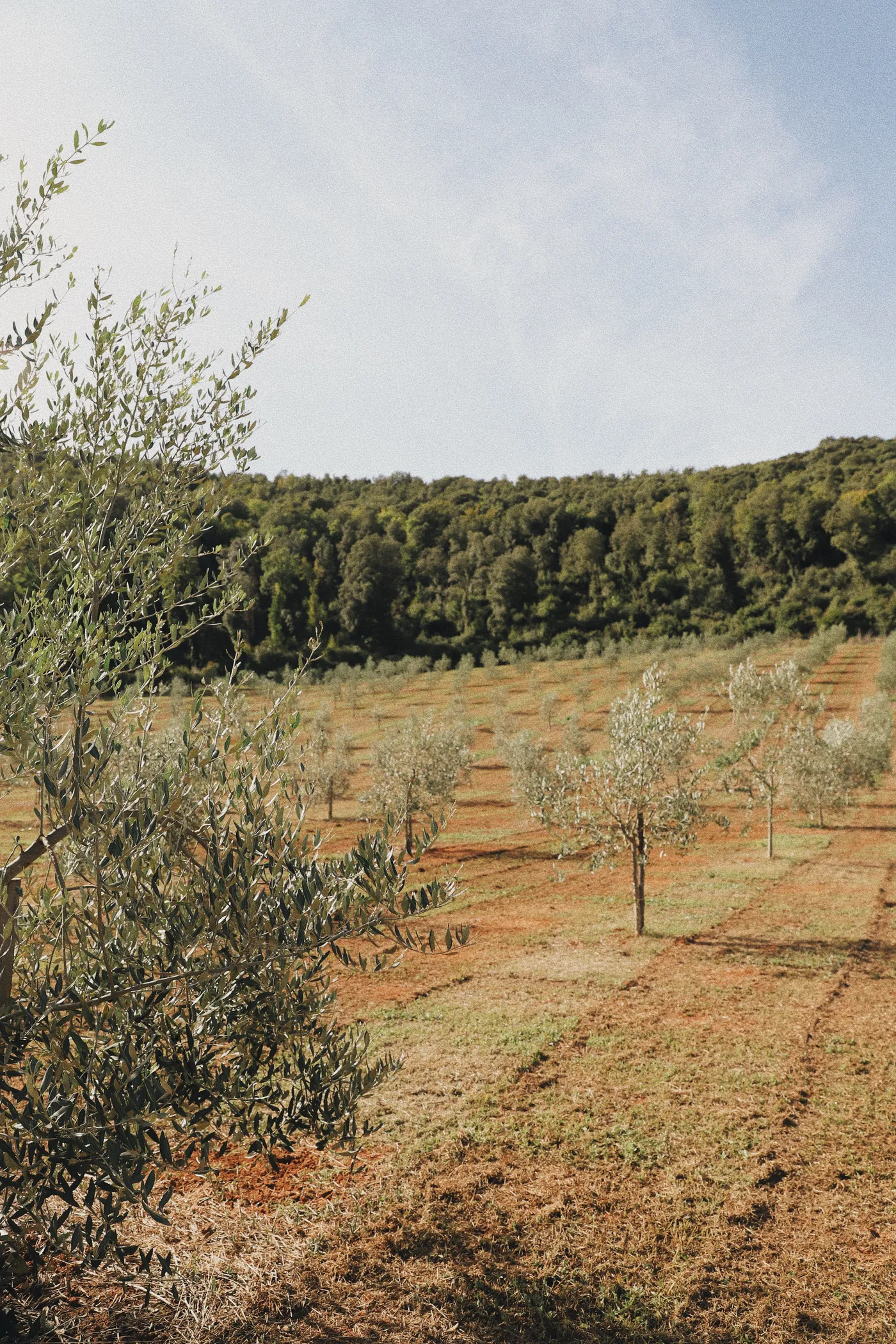 Olive grove on the hillside at Ebbio Tuscany, near Monteriggioni, Tuscany