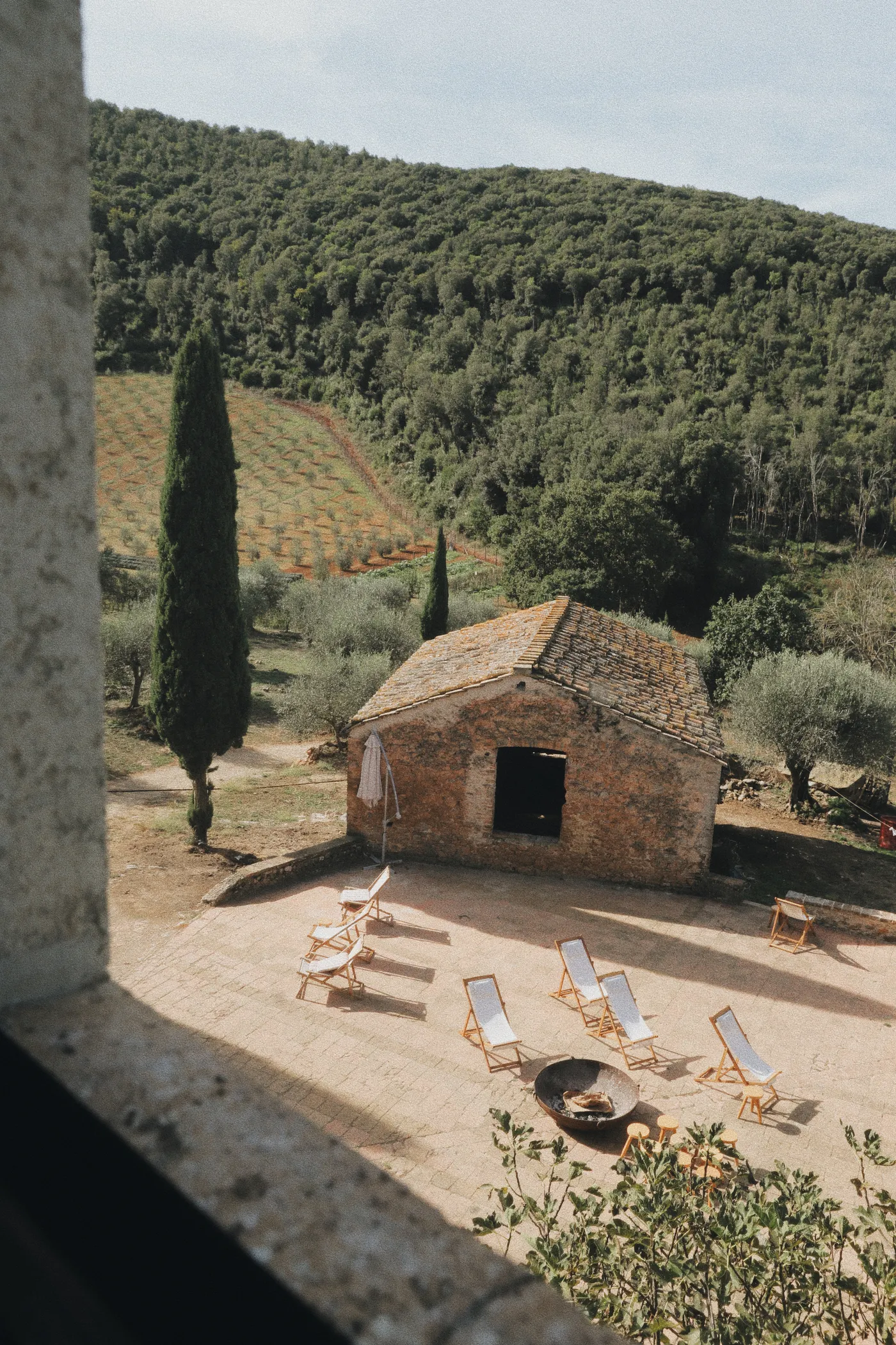 Stone outbuilding with sun loungers among olive trees at Ebbio Tuscany, Monteriggioni, Italy