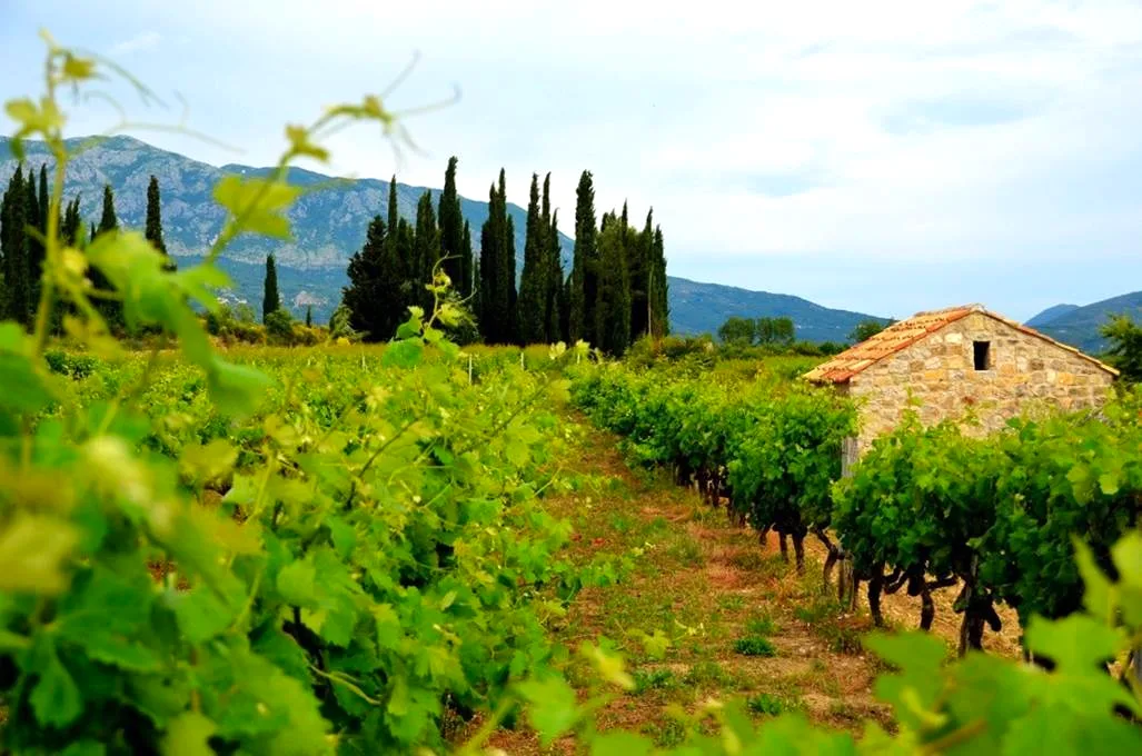 Vineyards and a stone house in the Konavle valley near Dubrovnik, Croatia
