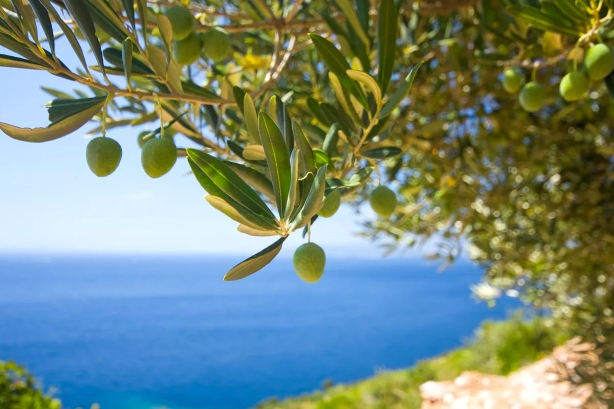 olive trees above the Adriatic on Korčula Island, Croatia